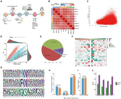 Caffeine improves mitochondrial dysfunction in the white matter of neonatal rats with hypoxia-ischemia through deacetylation: a proteomic analysis of lysine acetylation